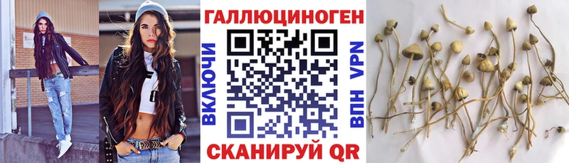 кракен зеркало  Новокузнецк  Галлюциногенные грибы MAGIC MUSHROOMS 